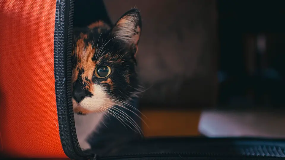 飼主把公貓放入外出籠，旁邊備妥排尿時間記錄與就醫資料（示意圖）