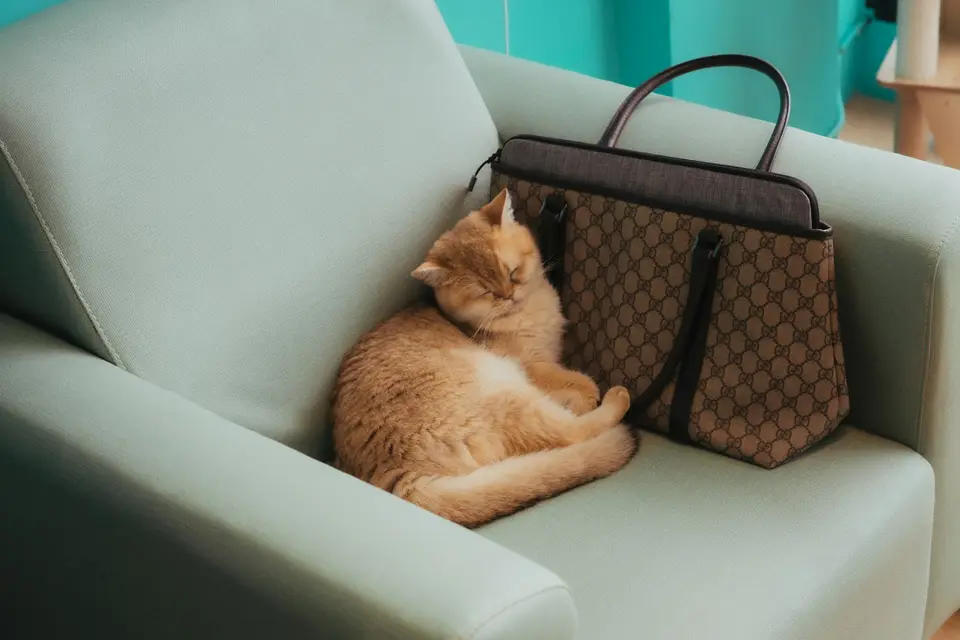 飼主閱讀貓咪嘔吐衛教資料並準備向獸醫師求助（示意圖）