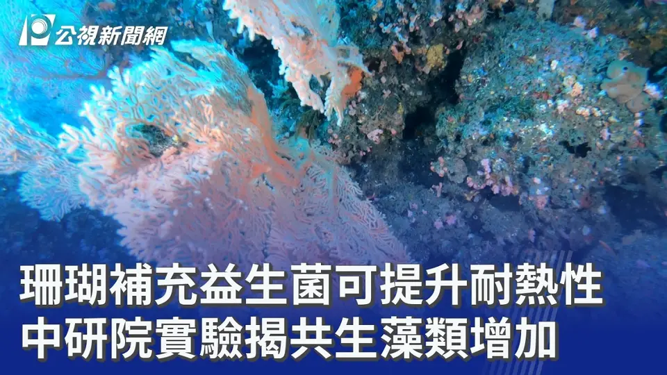 珊瑚補充益生菌可提升耐熱性
