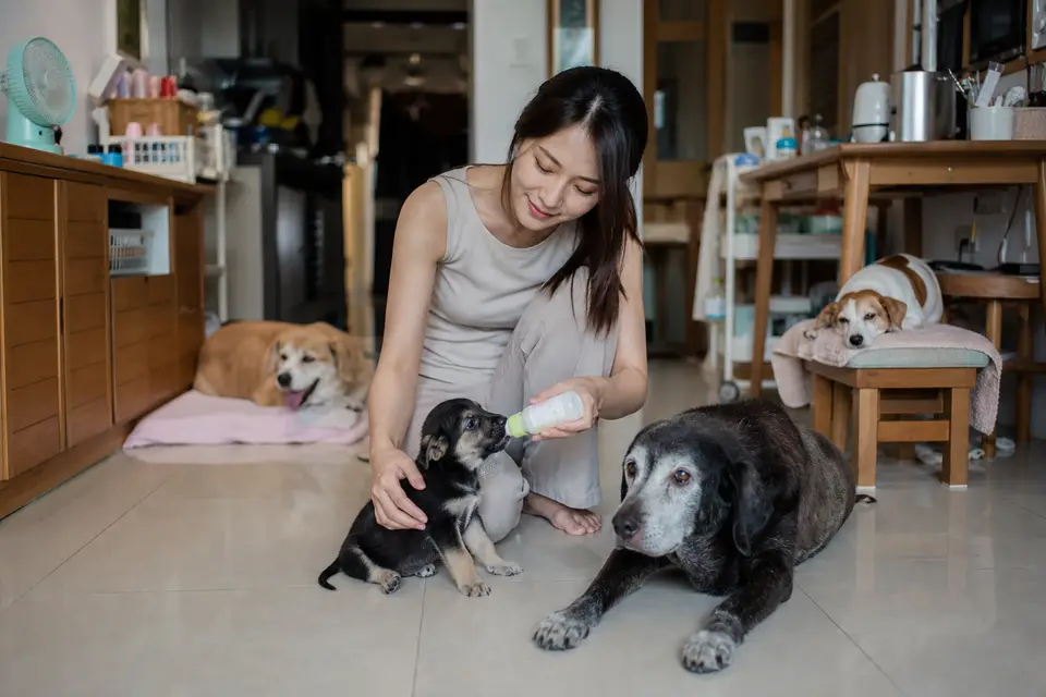 幼犬與高齡犬在家中休息，呈現生命階段差異與個別照護