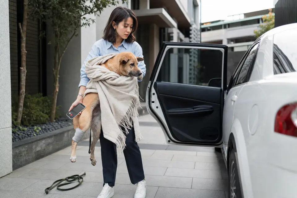 飼主用毛毯輕托無法自行行走的狗狗準備上車，旁邊有牽繩與動物醫院電話