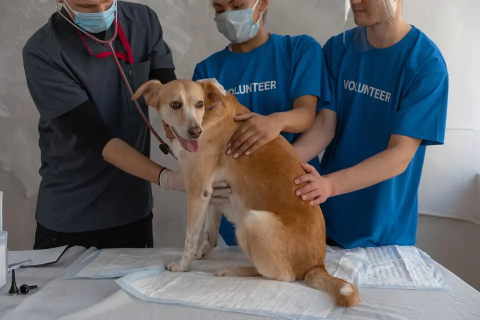 獸醫師在動物醫院急診檢查一隻精神不佳的狗狗