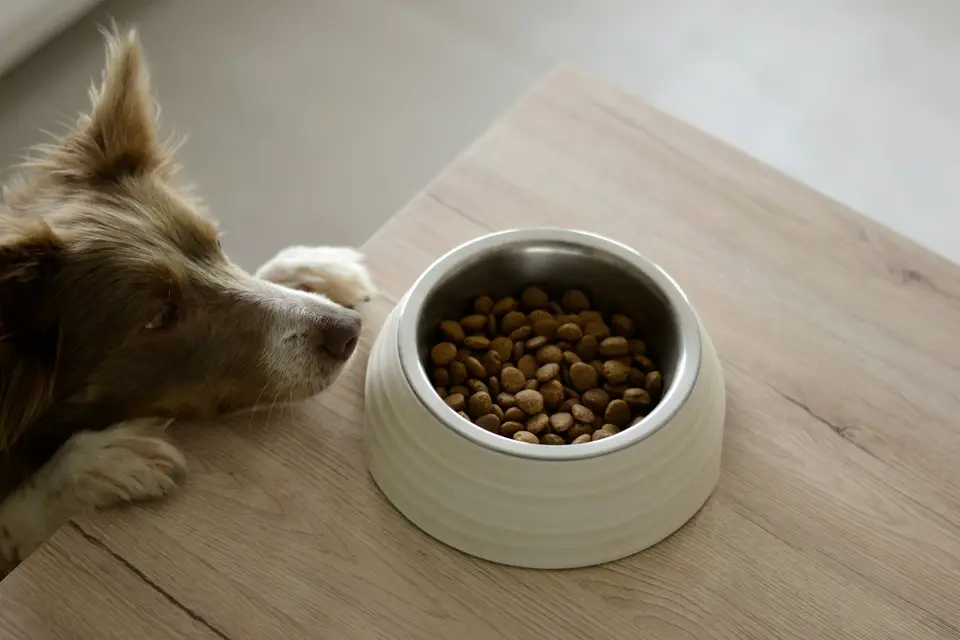 狗狗的飼料碗和水碗放在家中，旁邊有飼主記錄食慾與飲水的筆記本