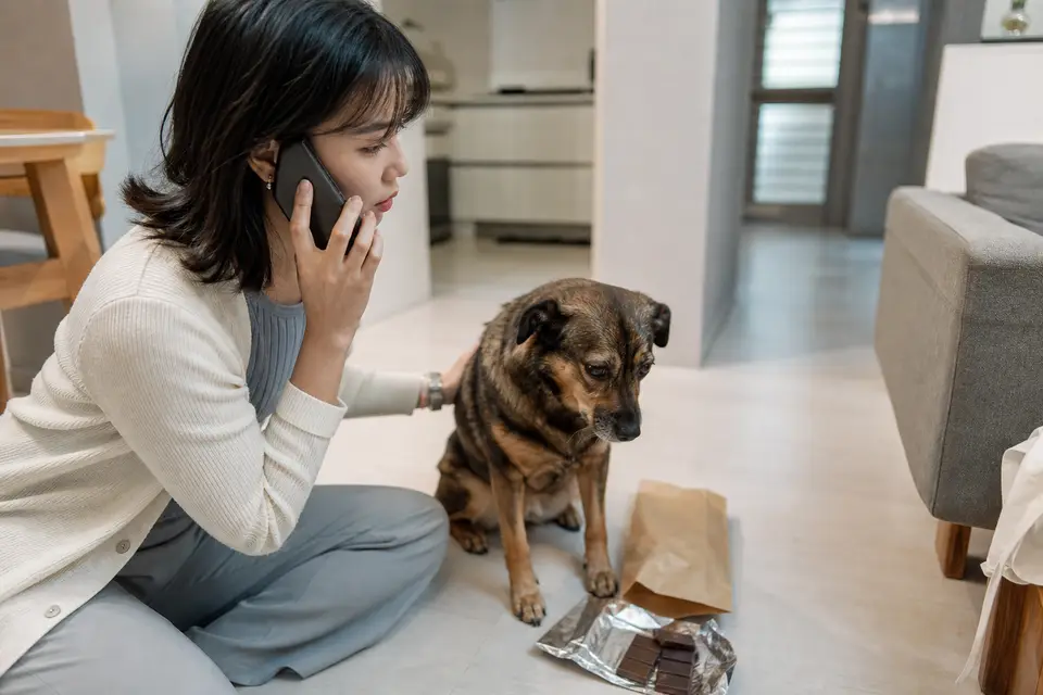 狗狗旁邊放著巧克力與食物包裝，飼主正拿手機聯絡動物醫院