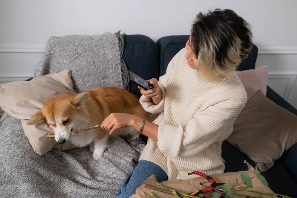 飼主透過手機觀察獨處中的狗狗，若出現受傷或呼吸異常應聯絡動物醫院急診（示意圖）