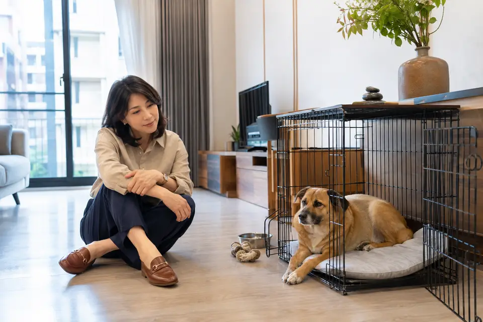 飼主把籠門保持開放並避免責罵，讓狗狗在安全空間中放鬆（示意圖）