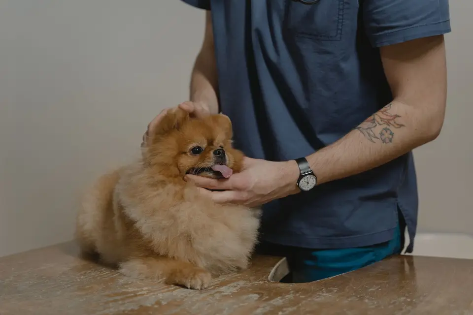 飼主拿著手機聯絡動物醫院，狗狗坐在一旁，桌上放著有害食物包裝