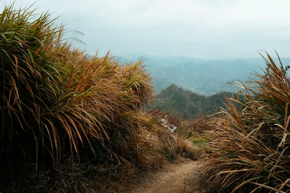 秋日山徑旁盛開菊花，前景擺放重陽糕的單一場景