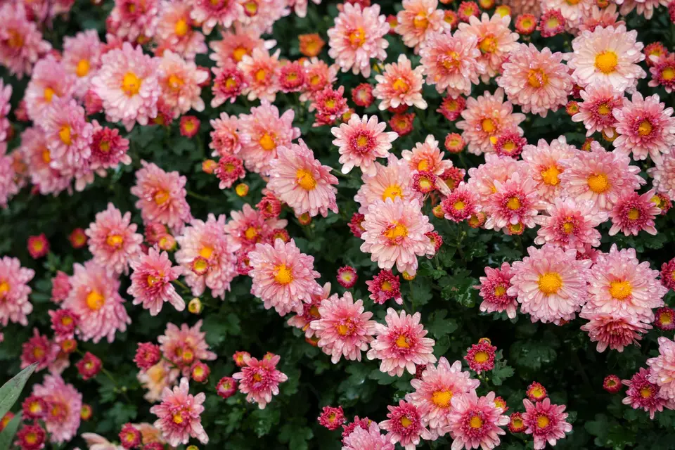 日曆與菊花構成的秋日畫面，呈現重陽節日期查證主題