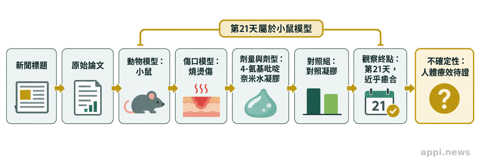 流程圖從新聞標題追溯至原始論文、動物模型、劑量、對照組、觀察終點與不確定性標籤