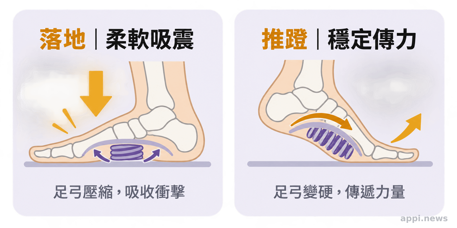 足弓在落地時吸收衝擊、推蹬時提供穩定與力量傳遞的功能示意
