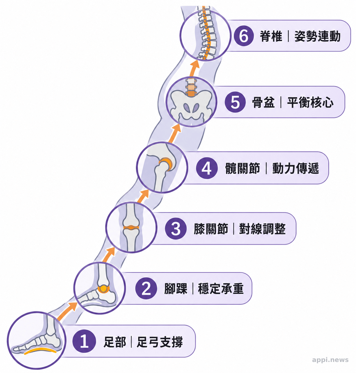 從足部、腳踝到膝髖、骨盆與脊椎的動力鏈示意