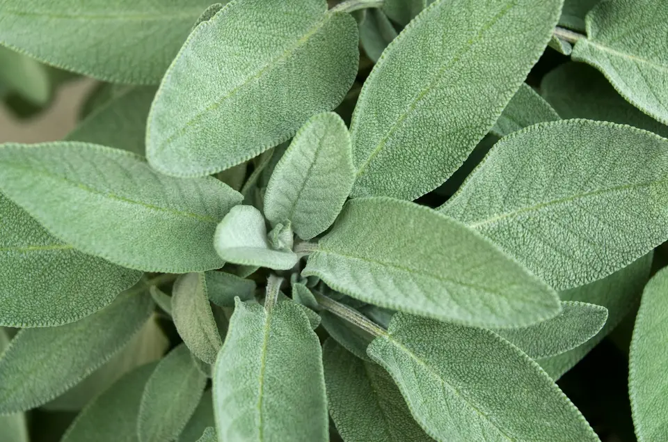 新鮮鼠尾草葉片特寫