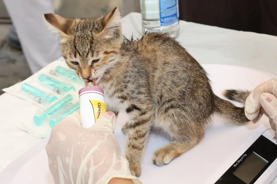 飼主抱著外出籠準備帶出現急症警訊的小貓前往動物醫院