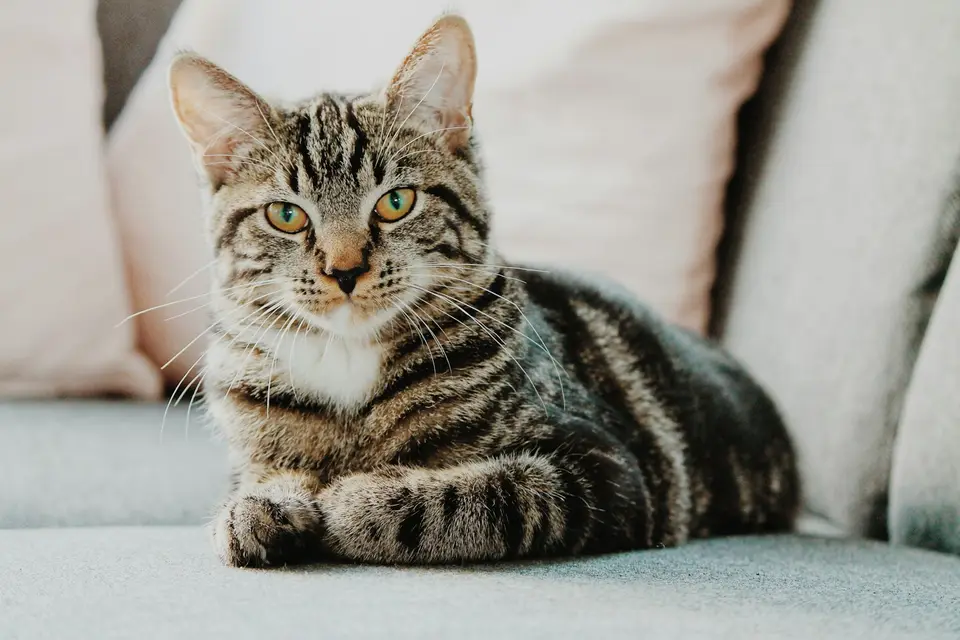 獸醫師與飼主討論不同生命階段貓咪的健康照護與就醫計畫