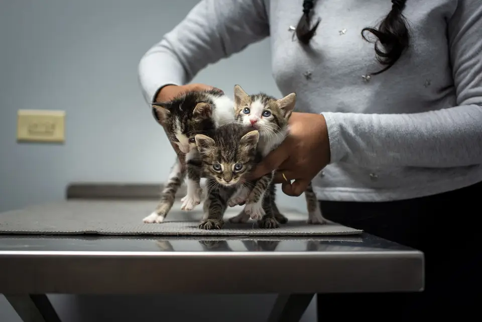 飼主將小貓放入外出籠，整理健康紀錄與糞便樣本準備初診