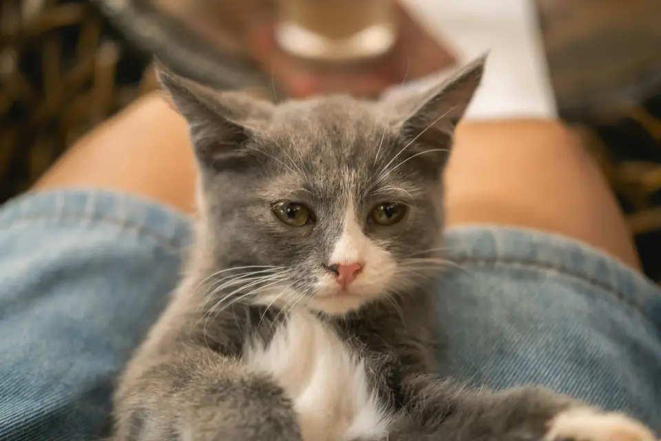 飼主在家記錄小貓接種後的食慾、精神和注射部位