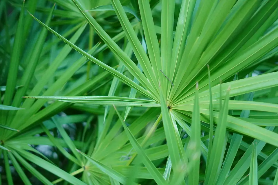 鋸棕櫚植物與深色果實特寫