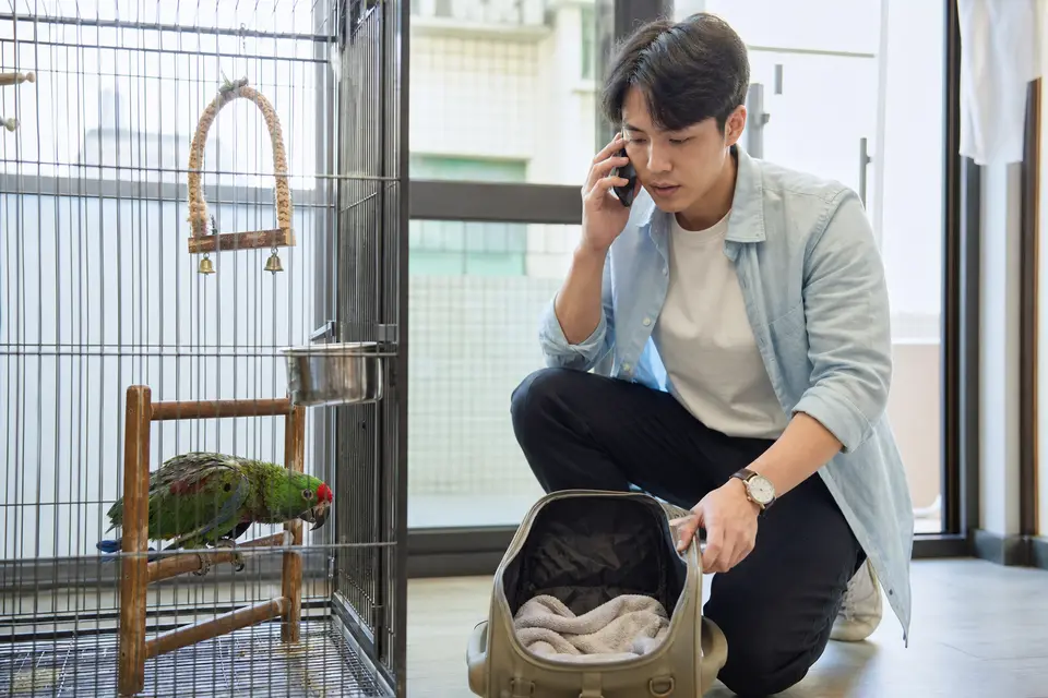 鸚鵡低位停在棲木上、羽毛蓬鬆，飼主拿手機聯絡鳥類獸醫並準備外出籠