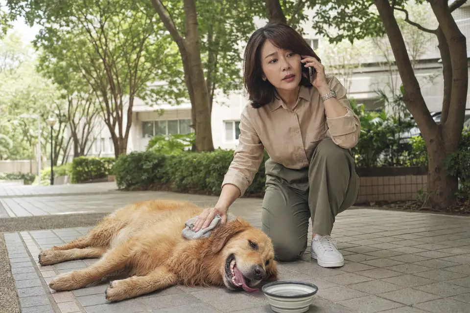 狗狗在陰涼處喘氣，飼主一手拿手機聯絡動物醫院，呈現中暑警訊需要急診處理