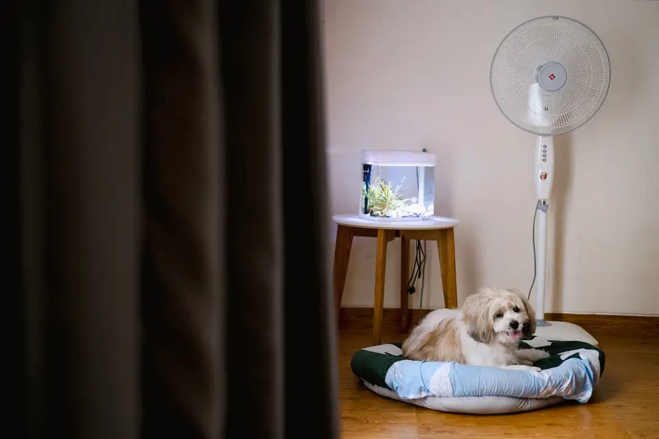 飼主在通風處用涼水濕潤狗狗身體，旁邊開著風扇，示意送醫前的降溫步驟