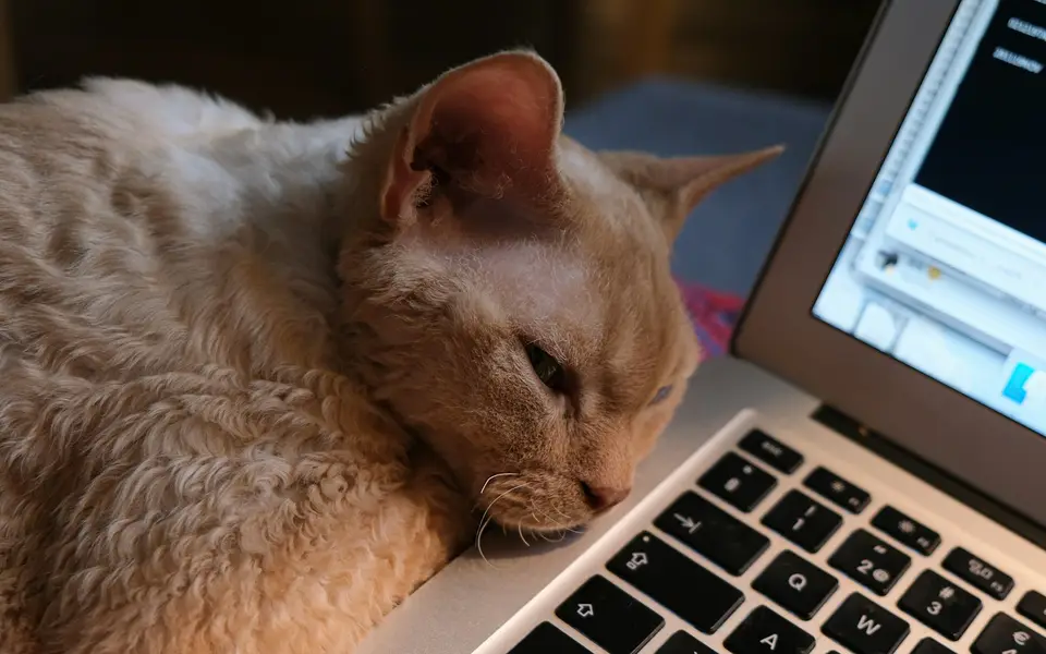 飼主在家整理貓咪病歷、檢驗報告與醫療收據