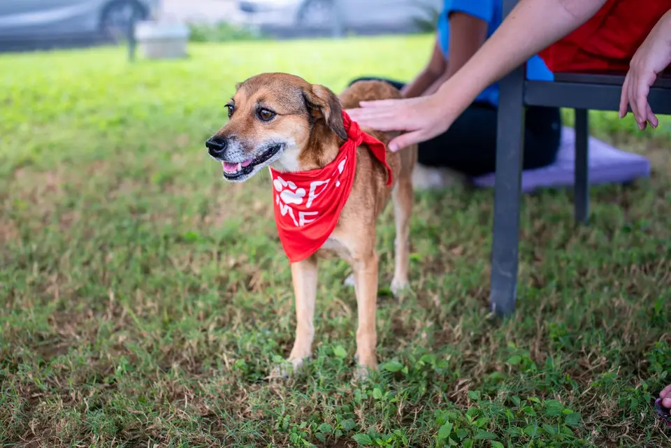 動物收容所內多隻待認養的犬貓，坐在籠舍或認養展示區裡