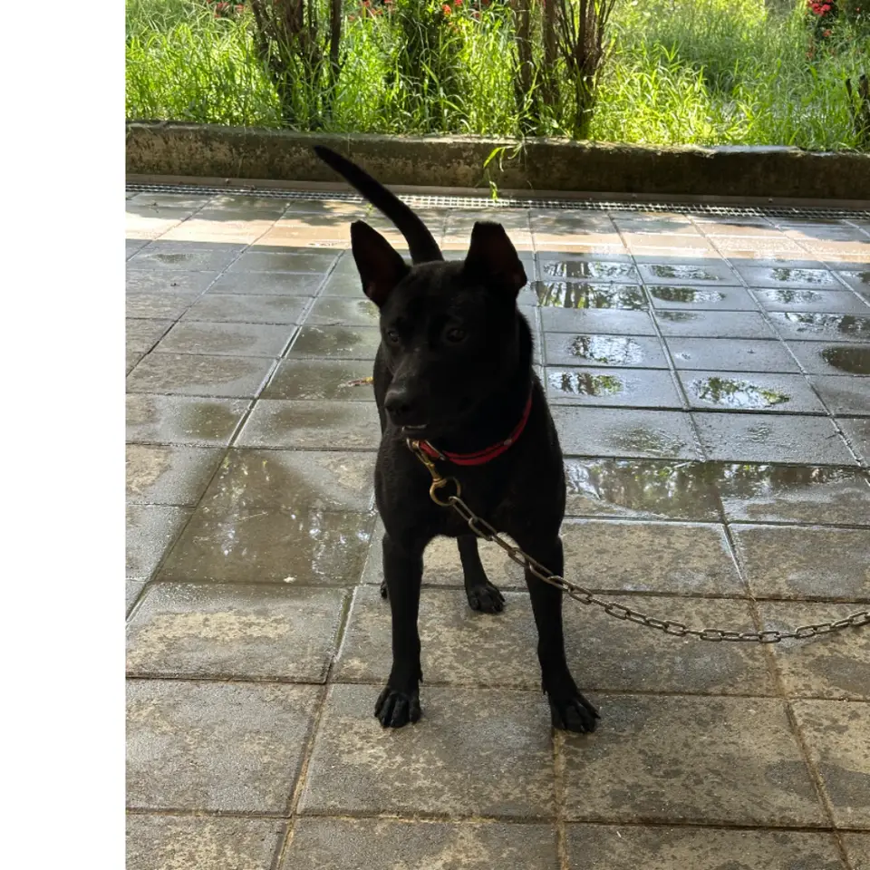 小白，混種犬，嘉義縣鹿草鄉遺失