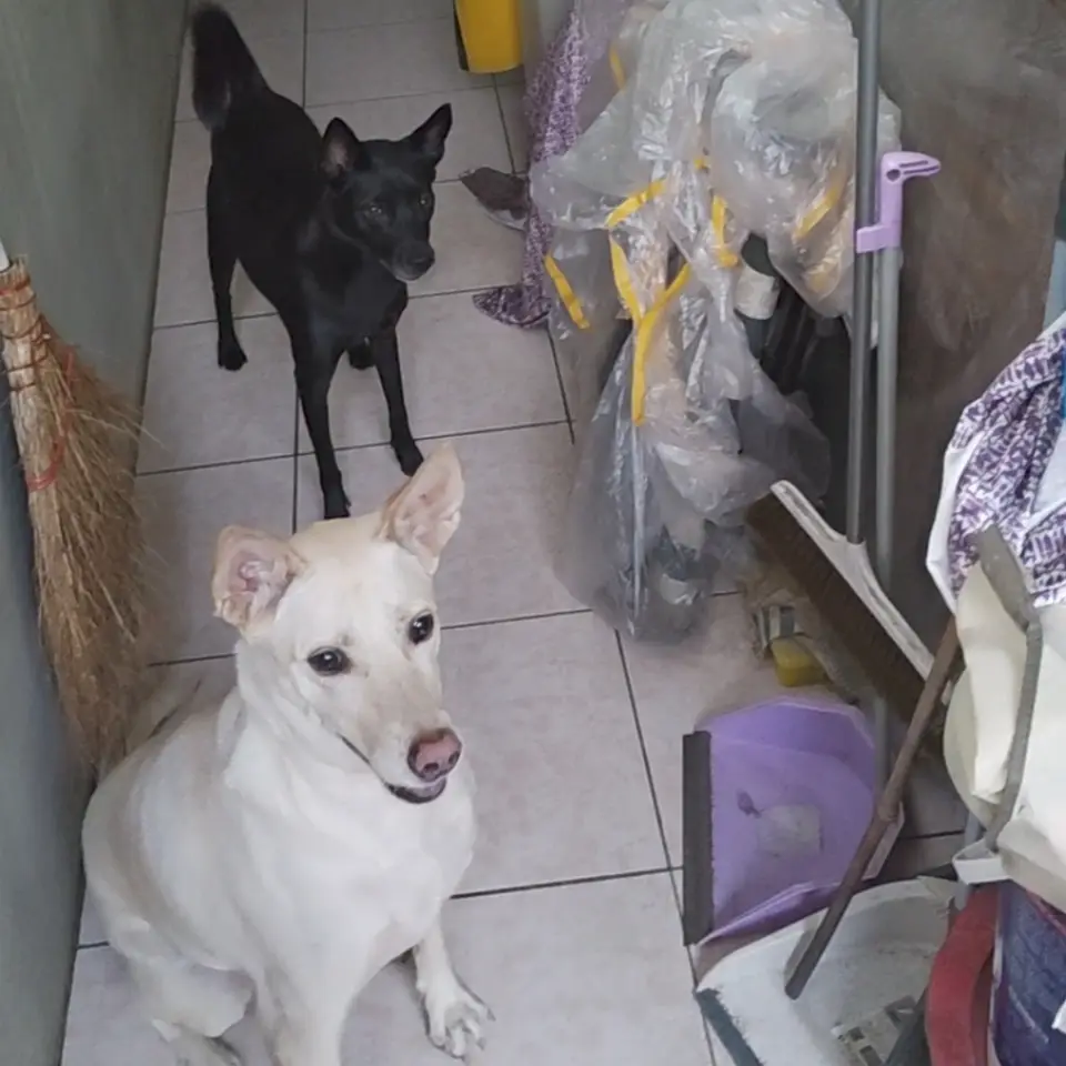 小米，混種犬，彰化縣溪州鄉遺失