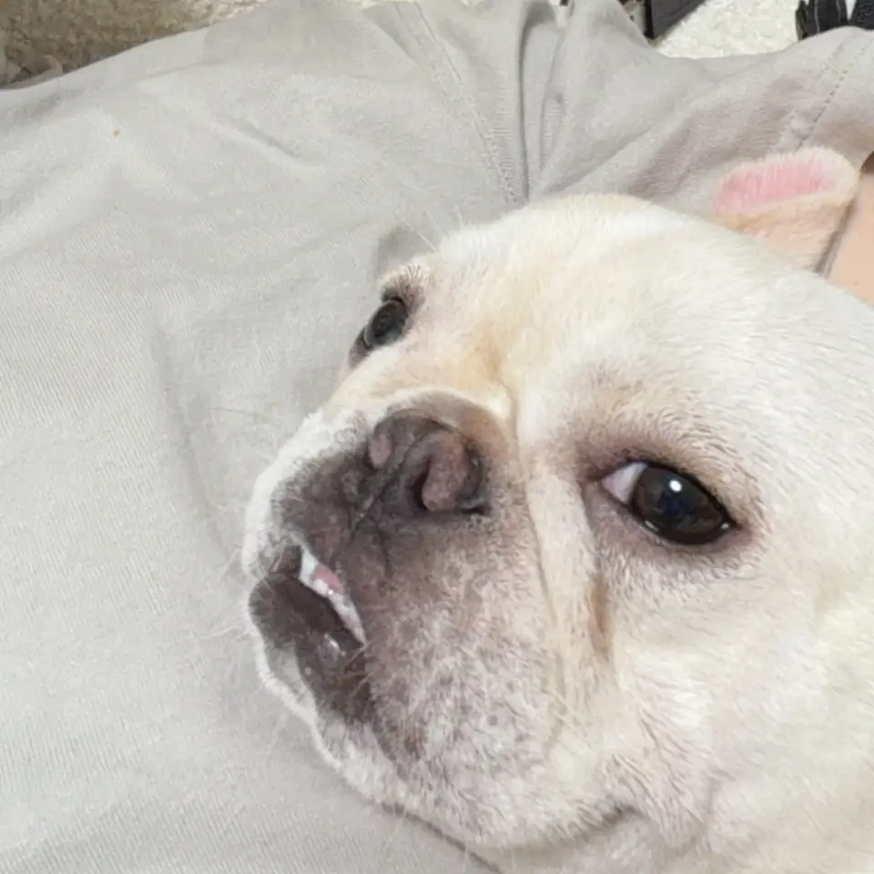 麻吉，法國鬥牛犬，臺中市外埔區遺失