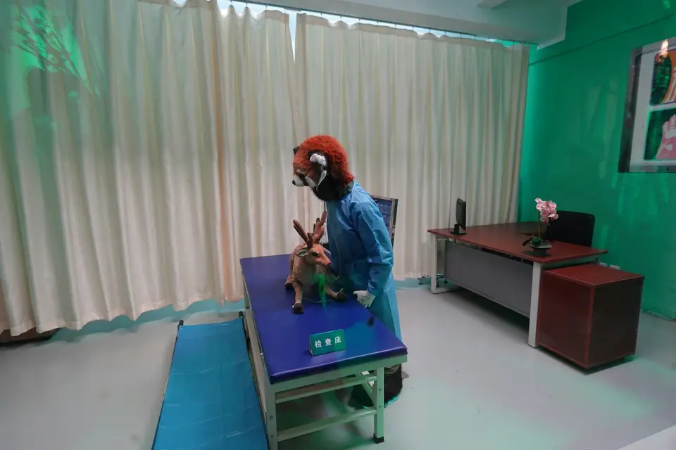 獸醫在診間為寵物進行健康檢查，示意動物防疫與照護