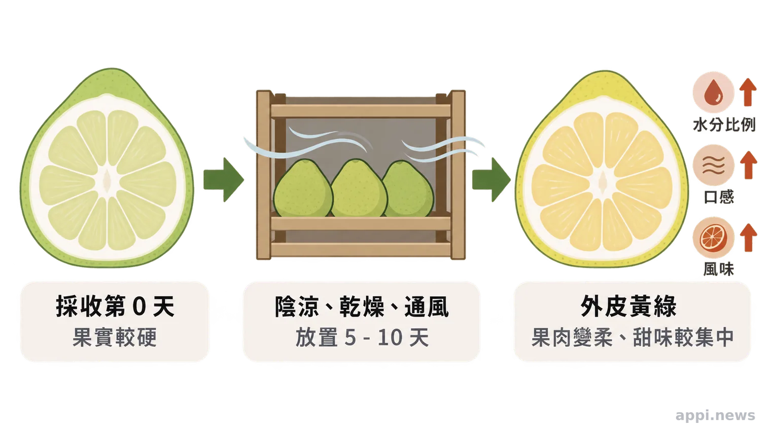 文旦採收後放置與風味變化的示意流程。