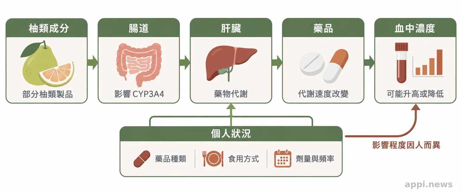 醫學示意圖呈現柚類成分經腸道與肝臟代謝途徑影響藥物血中濃度，並標示藥品與個人差異。