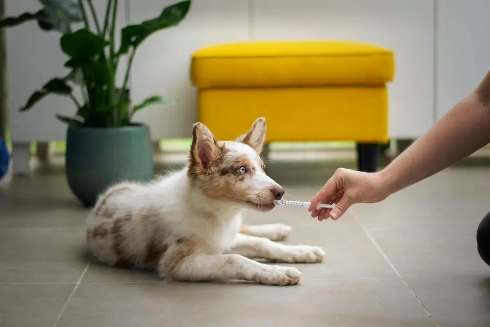 飼主在動物醫院拿著幼犬健康紀錄向獸醫師提問