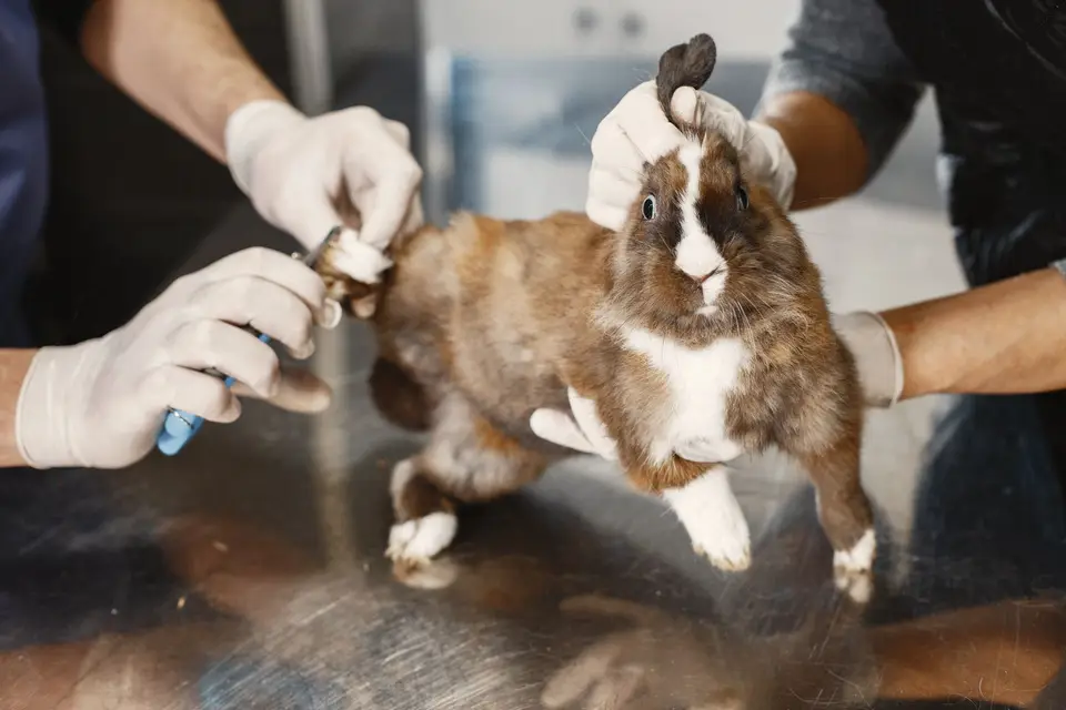 飼主提著裝有兔子的運輸籠站在動物醫院櫃檯旁，準備就診