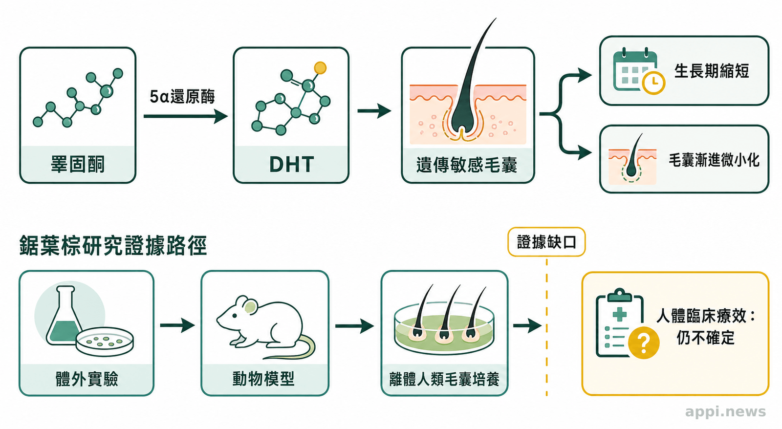 示意圖以箭頭呈現睪固酮轉化為DHT後影響敏感毛囊，並標示鋸葉棕研究從實驗階段到人體療效之間仍有證據缺口