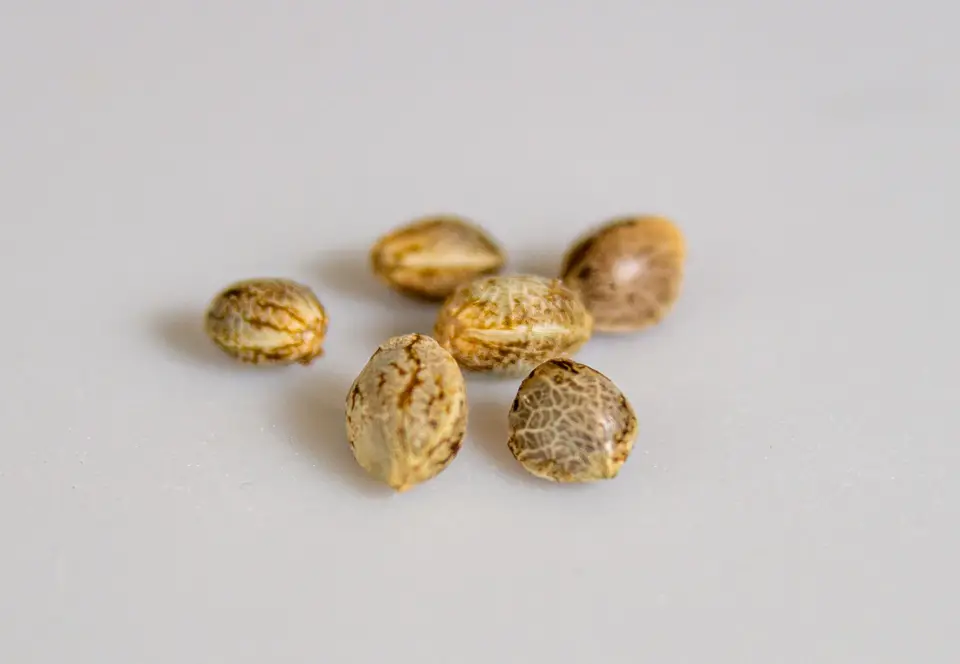 近拍西瓜種子與切開的西瓜果肉，示意三倍體育種與種子形成