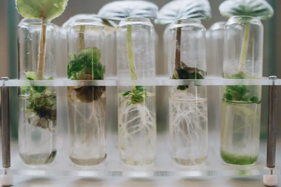 復古植物學實驗室的顯微鏡、玻璃器皿與植物標本，示意無籽西瓜研究歷史