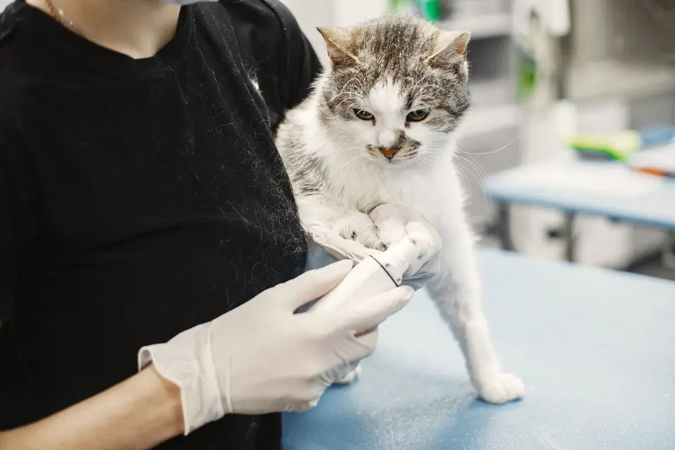 獸醫師在診間檢查高齡貓，飼主在旁提供健康紀錄