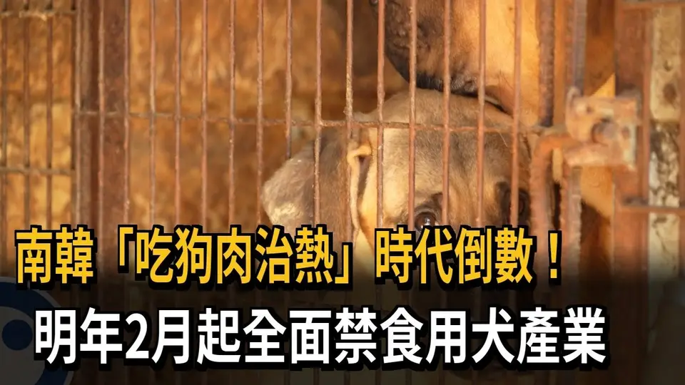 南韓明年2月起全面禁食用犬產業