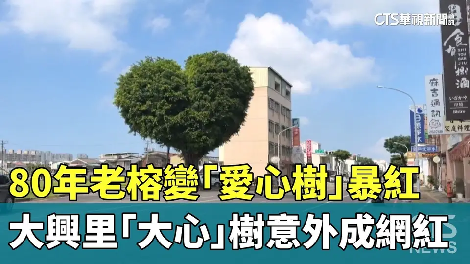 80年老榕變「愛心樹」暴紅　大興里「大心」樹意外成網紅