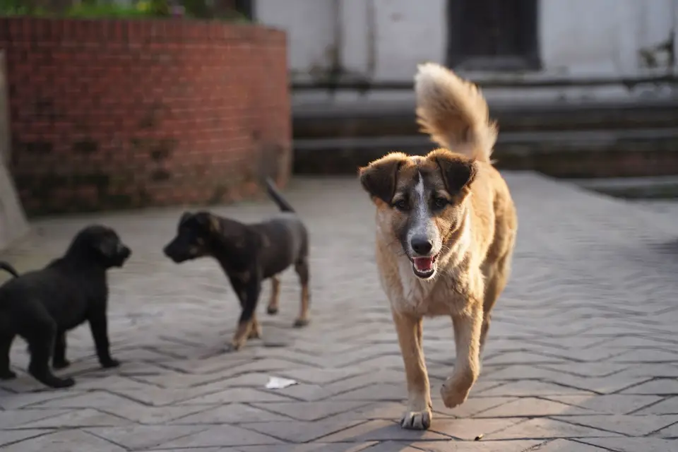 街頭遊蕩犬群聚畫面