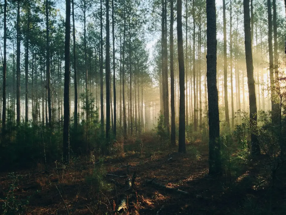 林地測量與環境監測場景，象徵碳移除量化與MRV流程（示意圖）