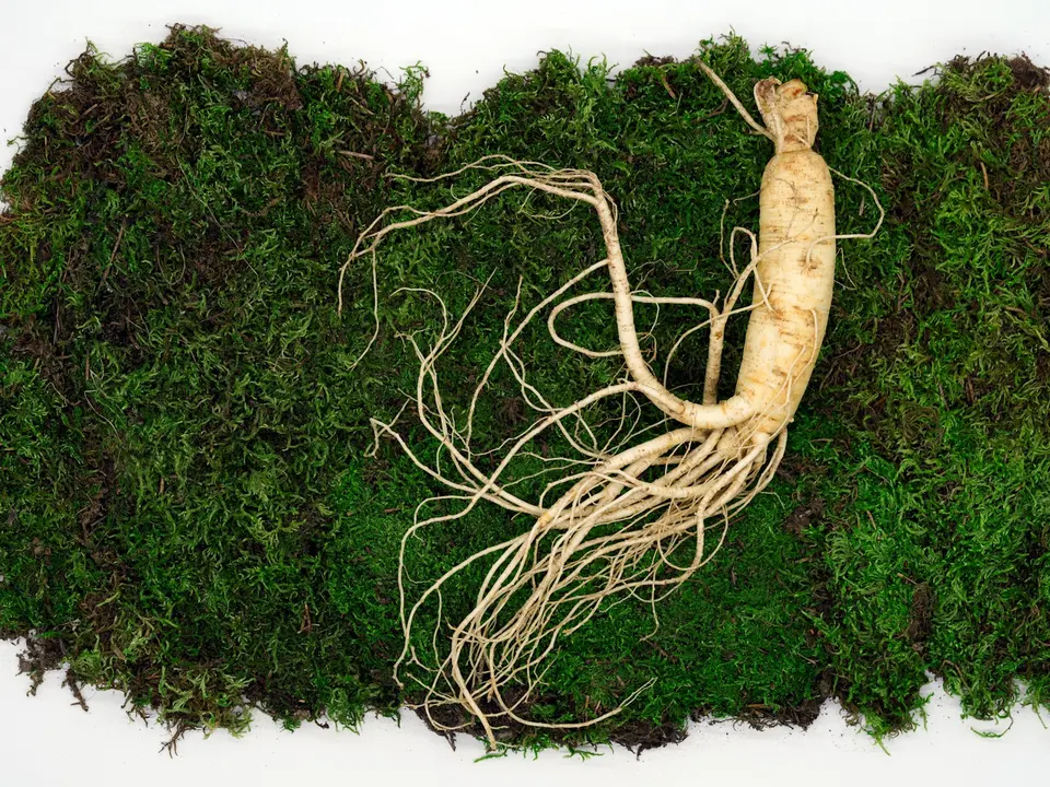 一根帶有完整細鬚根的新鮮人蔘，平放於翠綠苔蘚背景上，米白色根身清晰可見